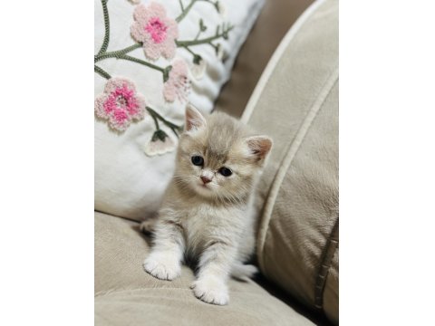 Yavru Kedimize Yuva Arıyoruz