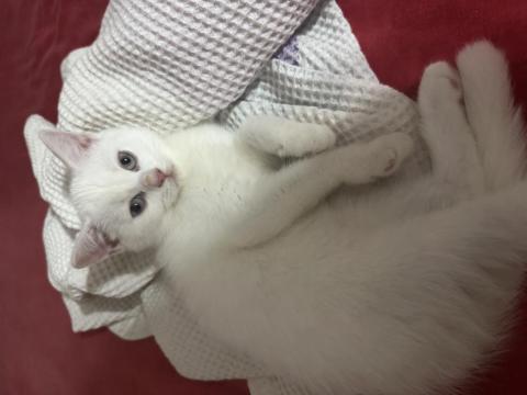 Beyaz British Longhair Bebekler Yeni Yuvalarına Hazırlar