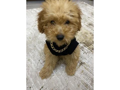 3 Aylık Dişi Toy Poodle