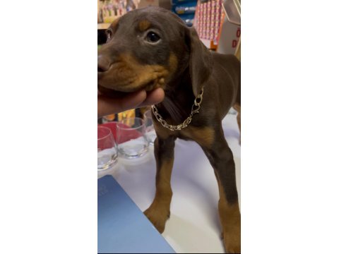Doberman Kızıl Köpeğim