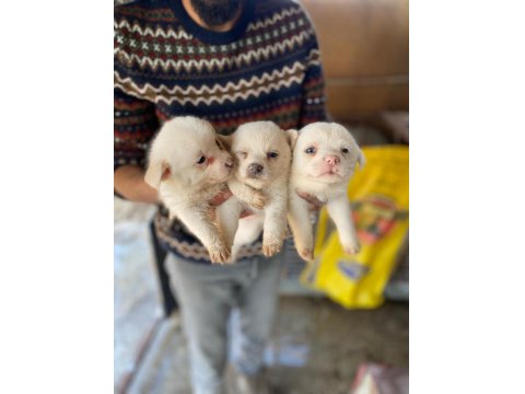 Spitz Yavrular Uygun