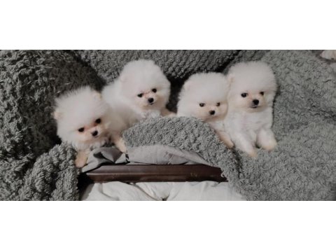 Bize Danışmadan Pomeranian Almayın