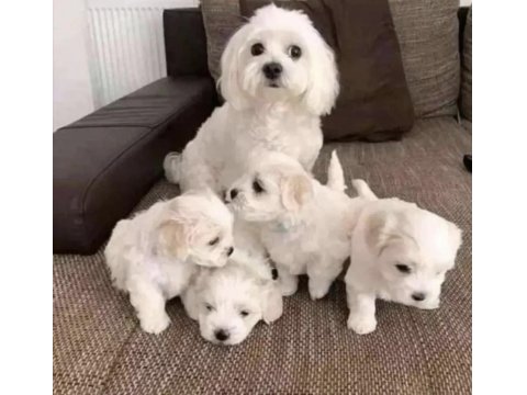 Mini Boy Maltese Yavrular