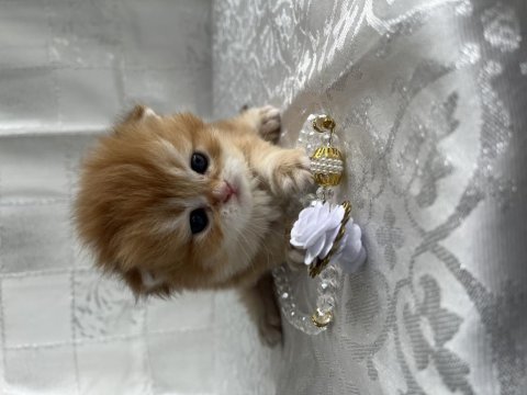 Çok Güzel Ve Oyuncu British Shorthair Ve Longhair Kediler