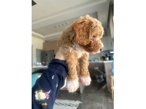 Toy Poodle 3 Aylık Dişi