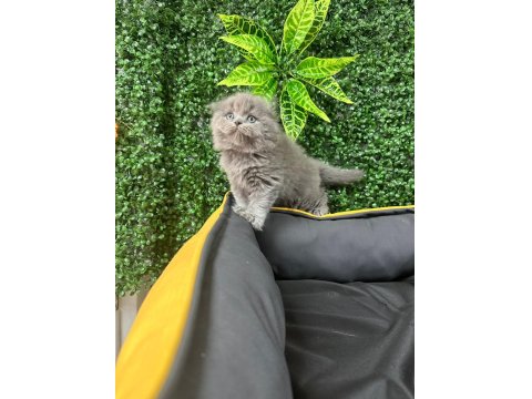 A Kalite Scottish Fold Ayı Surat Yavrumuz