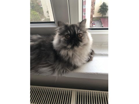 6 Aylık Dişi İran Persian Kedimiz