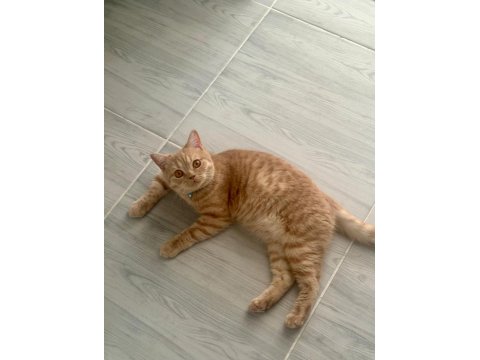 2 Yaş Oyuncu Turuncu British Kedimiz