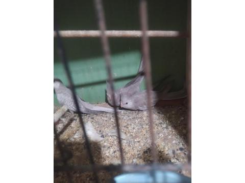 Bebek Wifi Sultan Papağanı Yavrular