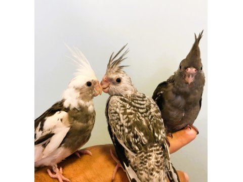 Yavru Sultan Papağanları Full Evcil Yeme Düşmüş Wf White