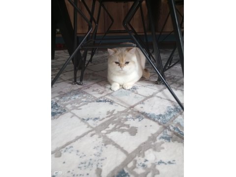 Scottish Straight Yavrusu