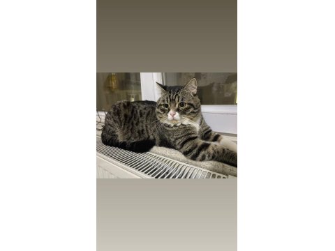 Sevecen, Oyuncu Ve Cana Yakın Kedimiz