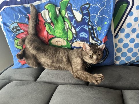 3 Yaş Kısır British Shorthair Dişi