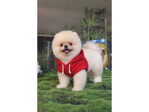 Üst Düzey Pomeranian Boo Yavrularımız