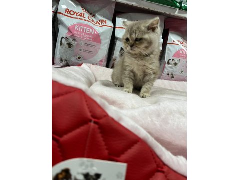 Irkının En İyi Örneklerinden British Kediler Yuvaya Hazır