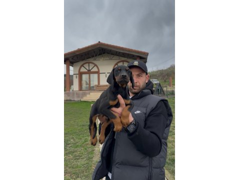 Şampiyon Üreticiden Şampiyon Doberman Yavruları
