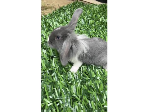 Mini Lop Tavşan 6 Ocak 2026 Doğumlu