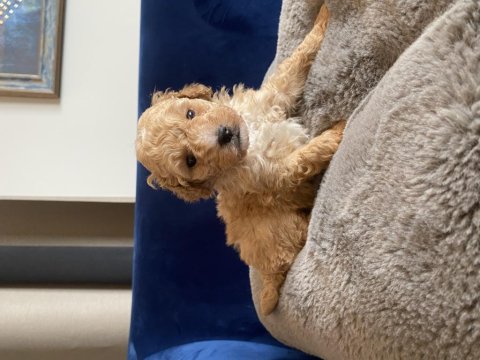 Zeka Küpü Veteriner Kayıtlı Eşyaları İle Birlikte Poodle