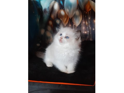 Derin Gözlü Ragdoll Kedimiz