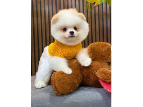 Orijinal Güler Yüzlü Show Kalite Pomeranian Köpeğimiz