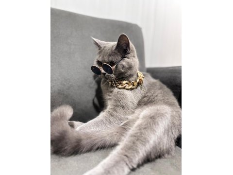 British Shorthair 2 Yaşında