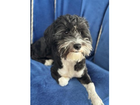 Köpeğimizden Kesinlikle Ücret Talep Edilmeyecek