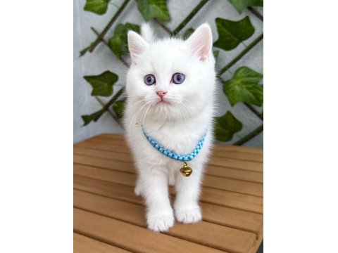 Kar Beyazı Dişi Ve Erkek British Shorthair