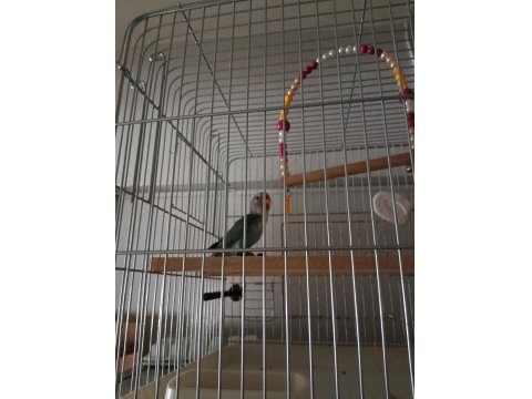 Sevda Cennet Papağanı