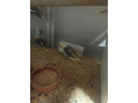 Yavru Sultan Papağanlarımız