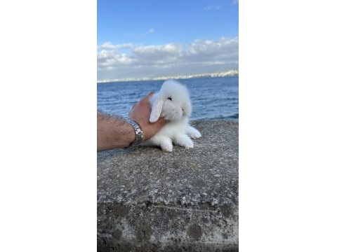 Safkan Evcil Yavru Tavşanlar Her Yere Gönderilir