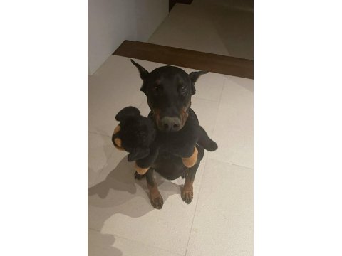 Sağlık Ve Irk Garantili Doberman Köpekleri