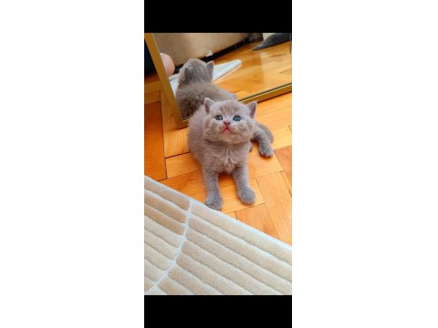 Gri Ve Lilac Renk Erkek Dişi British Shorthair Yavrular