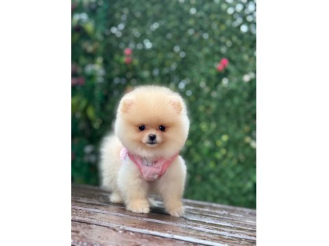 Sevimli Ayıcık Teddy Ayı Suratlı Pomeranian Boo Yavrumuz