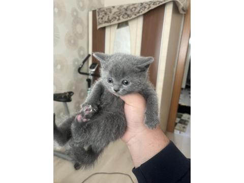 British Shorthair Kedisi