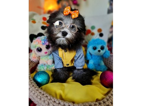 Orjinal Toy Maltipoo Yavrular