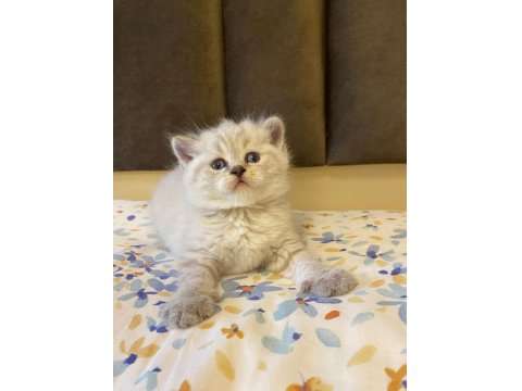 Blue Point Kedilerim Sahibini Arıyor