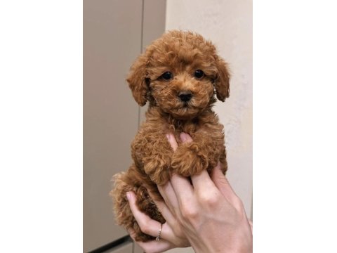Güvenilir Üreticiden Poodle