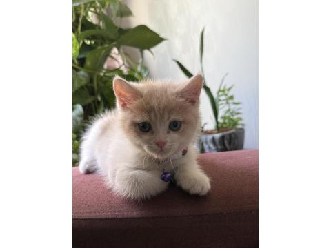 2.5 Aylık Yavru Anne Scottish Baba British