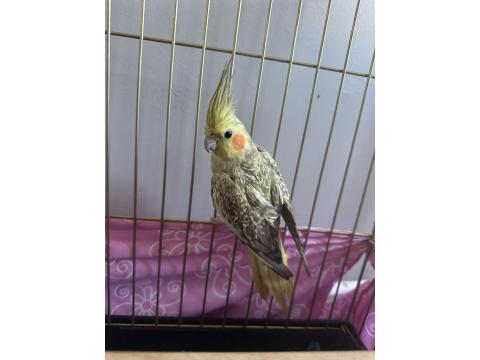 Ev Kuşu Alaca Bakamıyor O Yüzden Vereceğim