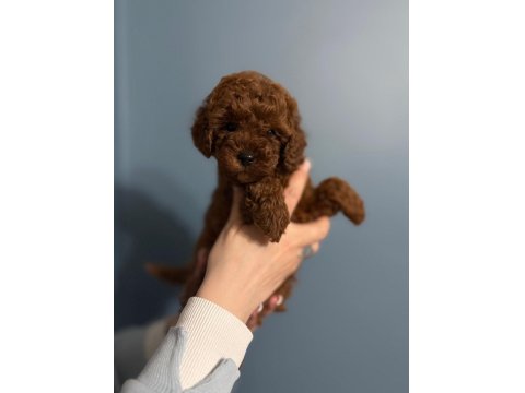 Toy Poodle Yavru Dişi