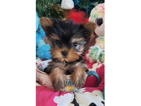Orjinal Şecereli Teacup Yorkshire Terrier Yavrumuz