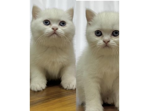 Anne British Shorthair, Baba Exotic Shorthair