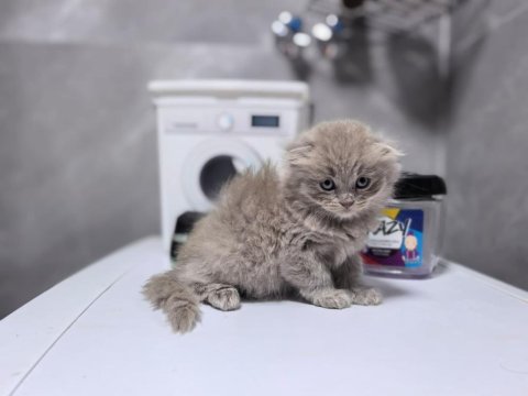 Ruhsatlı İşletmeden Scottish Ve British