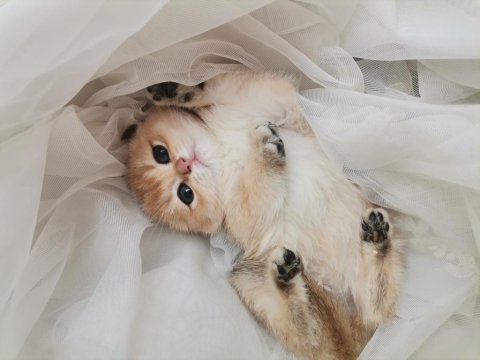 Teslime Hazır British Shorthair Kedimiz