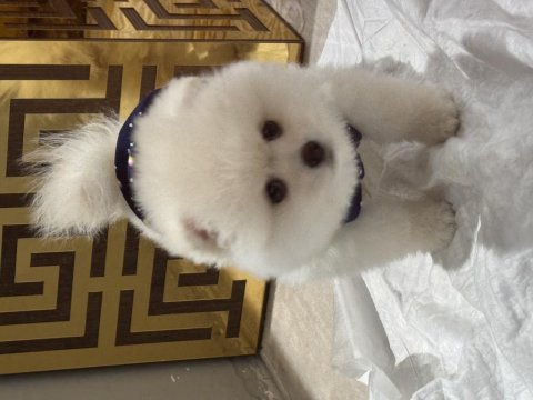 6 Aylık Dişi Pomeranian Yavru