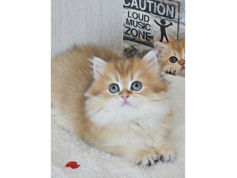 Absolu Torunu Prenses British Longhair