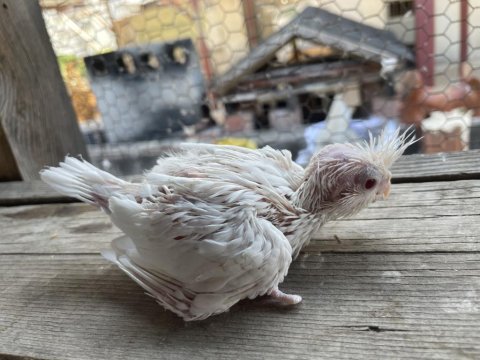 Yavru Sultan Papağanları