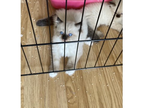 Safkan Ragdoll Yavru Kedilerimiz