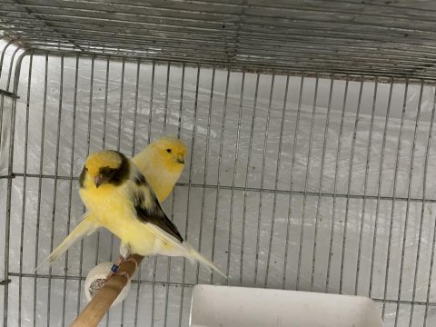 Erkek Yorkshire Kanarya