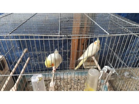 Lutino Çift Sultan Papağanı